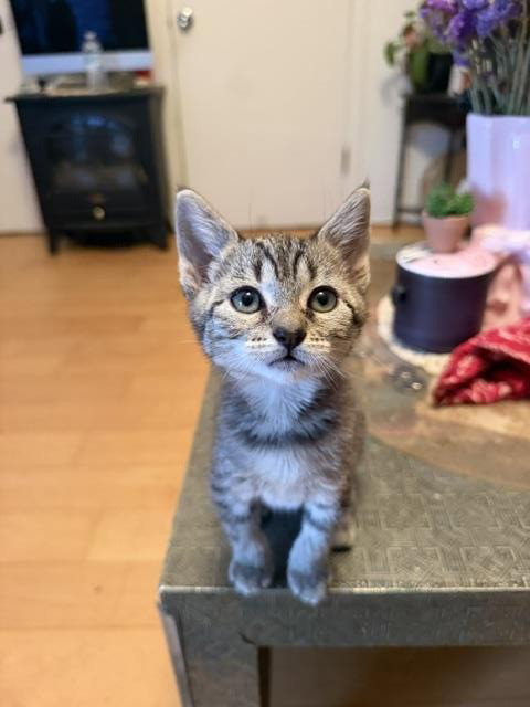 BONITA