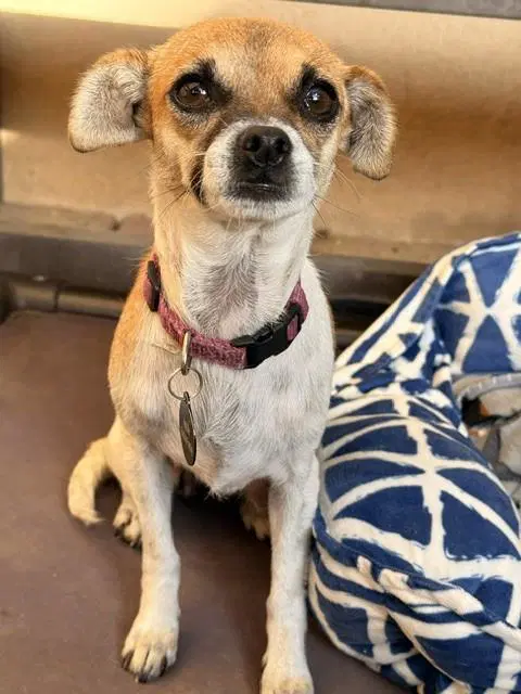 Yzma - Chihuahua