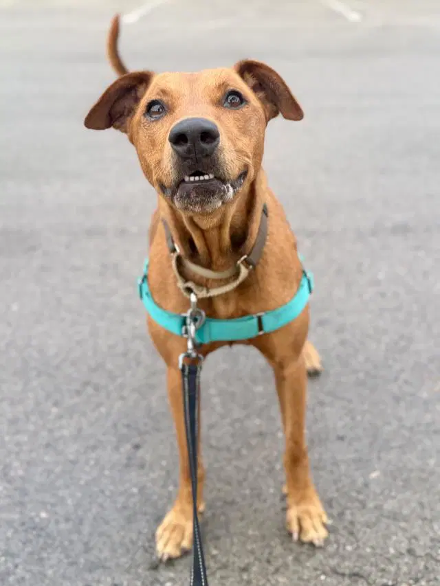 Bella - Rhodesian Ridgeback