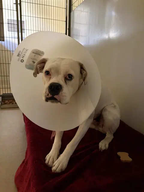 Unknown - Boxer