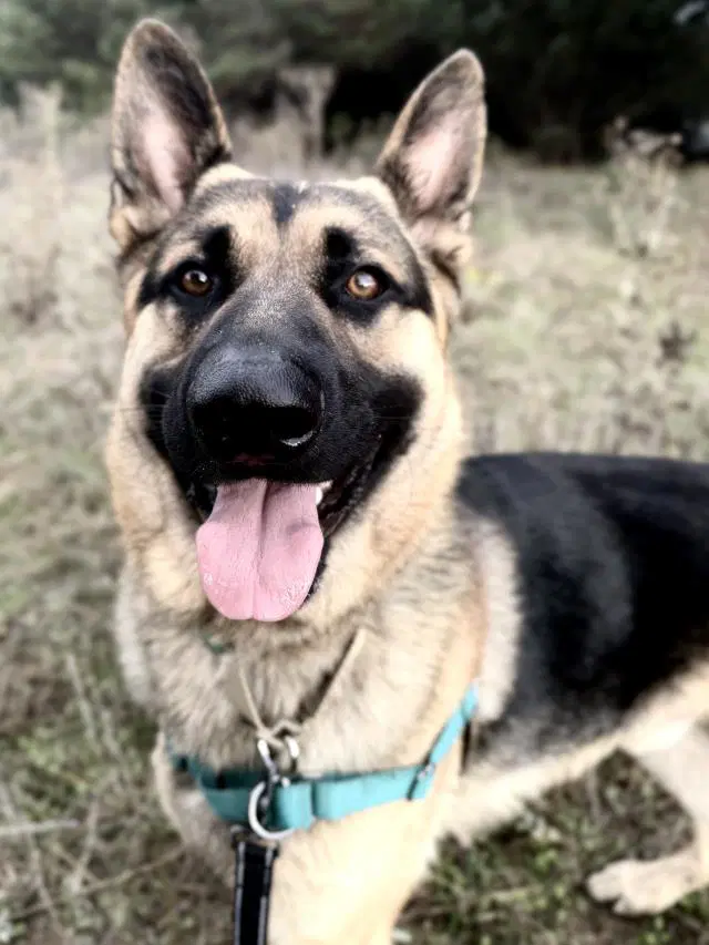 Kasier - German Shepherd Dog