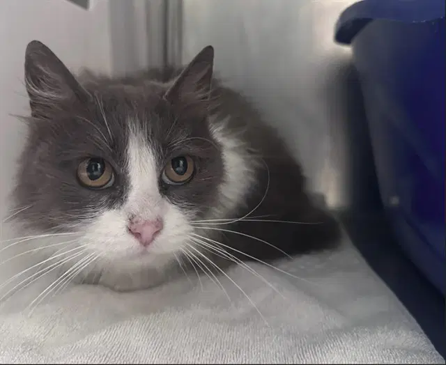 Willow - Domestic Short Hair