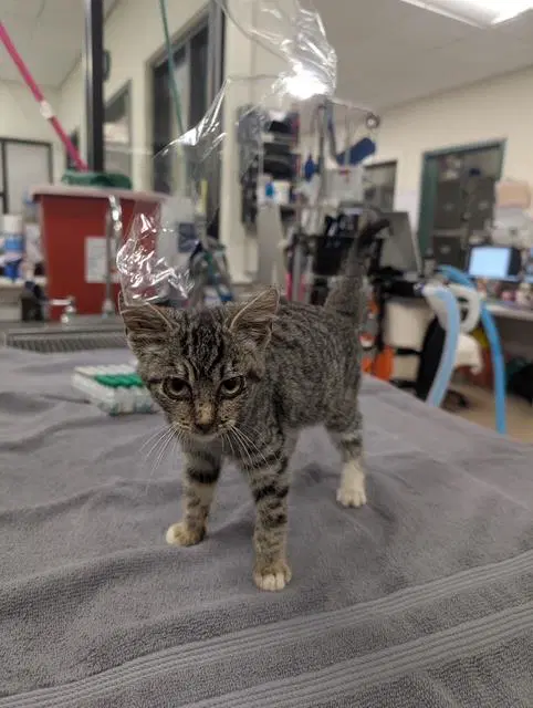 Aurora - Domestic Short Hair