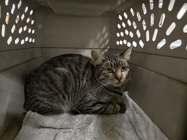 Unknown - Domestic Short Hair