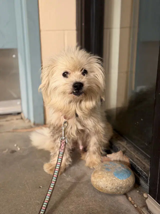 Donna - Pomeranian