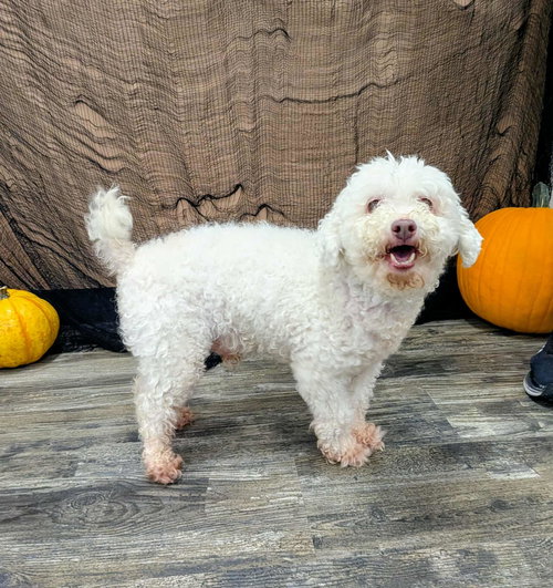 picture of the dog needing adoption