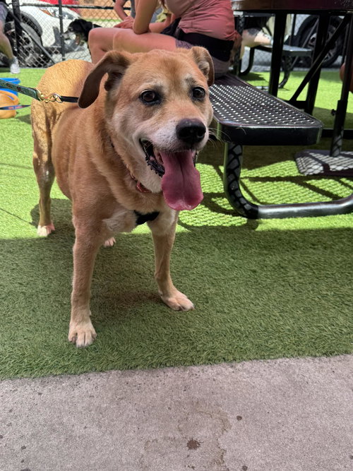 picture of the dog needing adoption