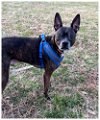 adoptable Dog in charlotte, NC named Zipper
