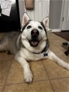 adoptable Dog in charlotte, NC named Yukon