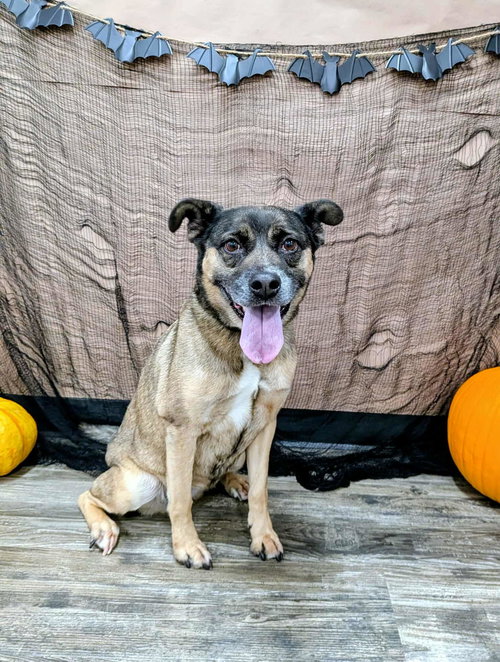 picture of the dog needing adoption