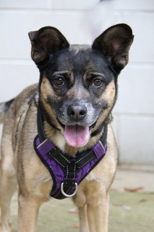 Luna, photo 10