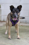 Luna - Photo 12