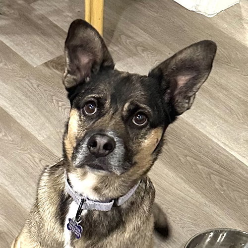 LUNA - Husky for adoption in Charlotte