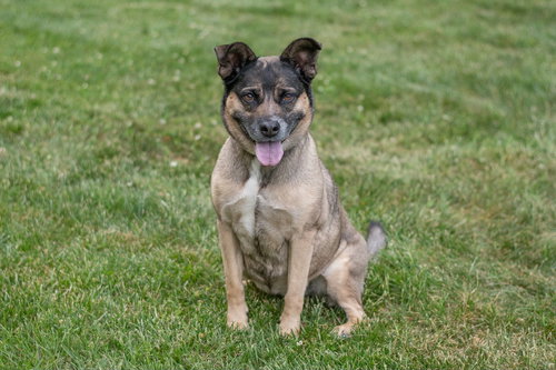 Luna, an adoptable Husky in Charlotte, NC