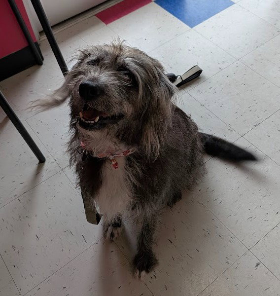 Rachel, Schnauzer