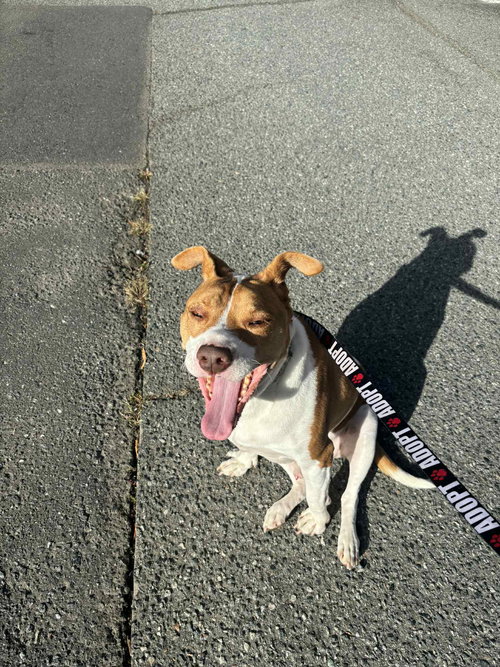 picture of the dog needing adoption