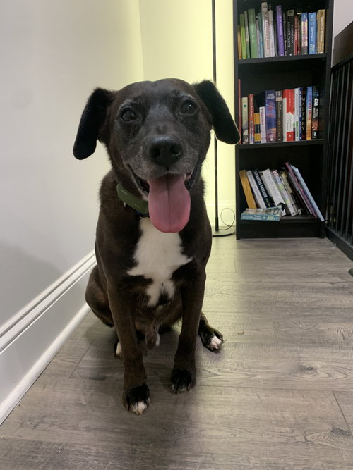 picture of the dog needing adoption