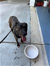 adoptable Dog in charlotte, NC named Primrose