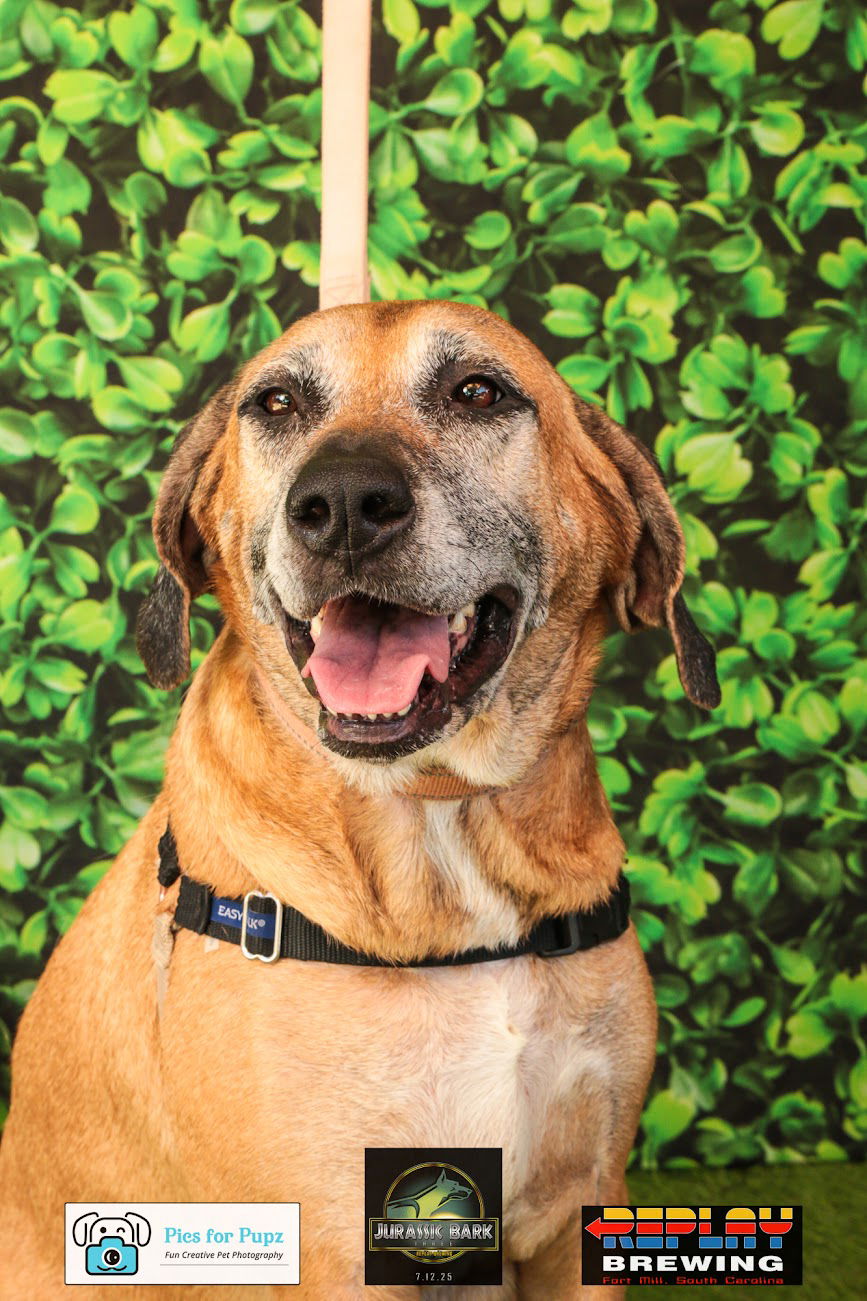 adoptable Dog in Charlotte, NC named Warrior