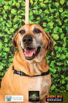 adoptable Dog in charlotte, NC named Warrior