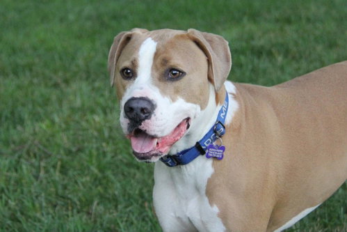 Zircon, an adoptable Pit Bull Terrier in Charlotte, NC