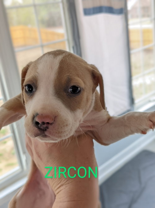 Zircon photo 5