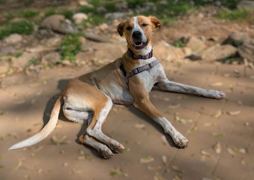 picture of the dog needing adoption