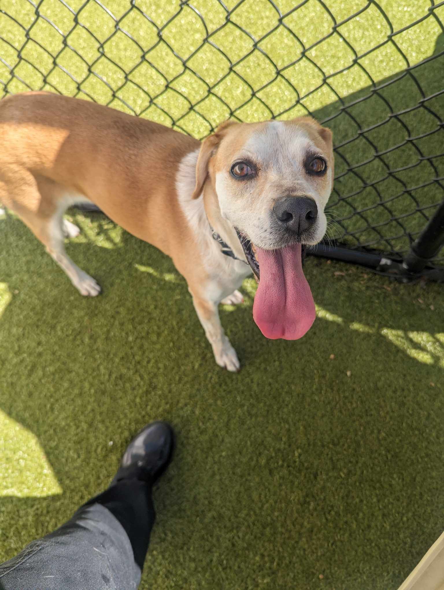 Dog adoption in Charlotte, NC 28271 Beagle / Mixed (medium coat) Dog
