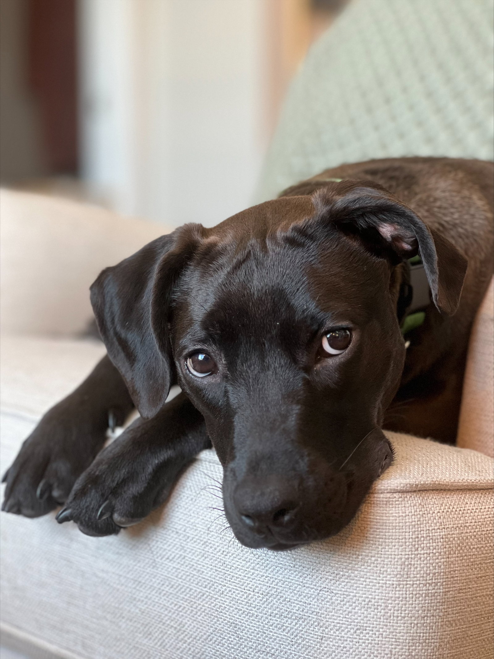 Dog for Adoption Juniper, a Labrador Retriever in Gastonia, NC