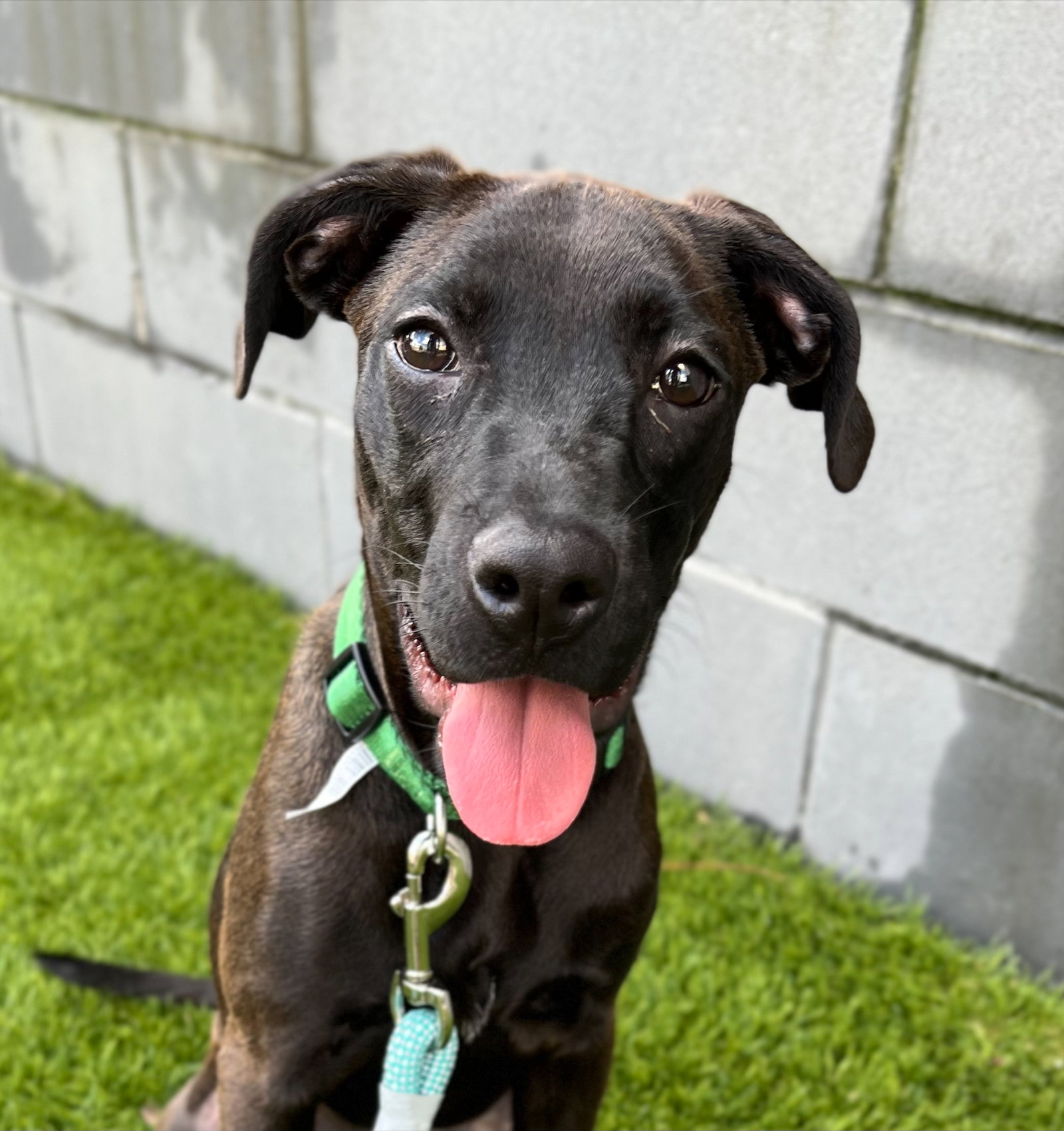 Dog for Adoption Juniper, a Labrador Retriever in Gastonia, NC