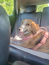 adoptable Dog in Charlotte, NC named Ophelia
