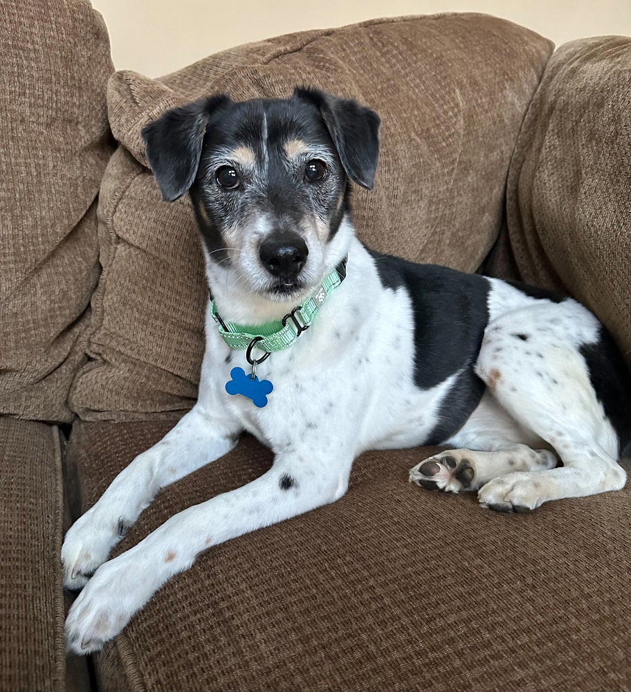Dog for Adoption Roscoe, a Jack Russell Terrier in Mooresville, NC Alpha Paw