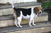adoptable Dog in Charlotte, NC named Sadie