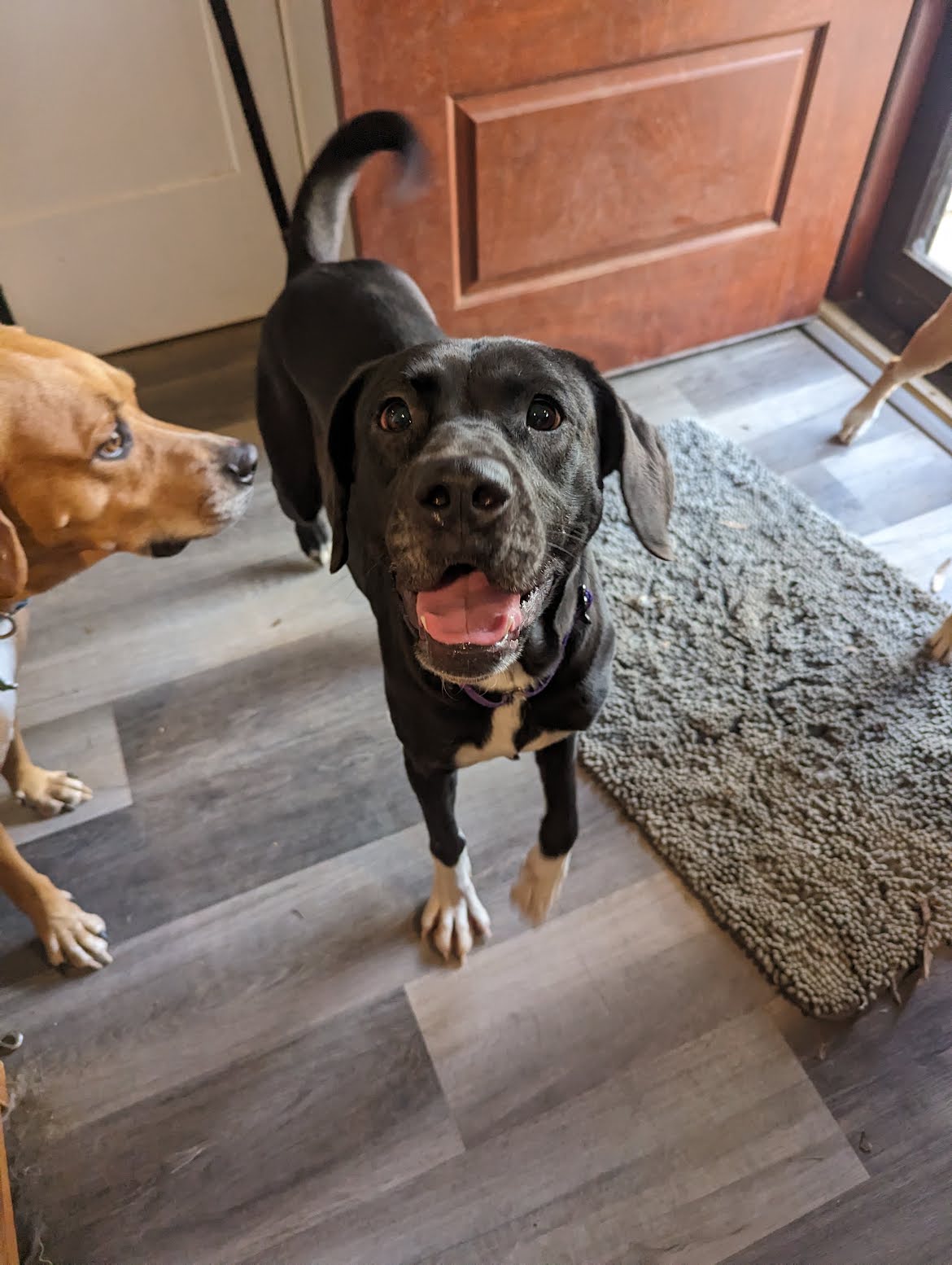 Dog for Adoption Clara, a Labrador Retriever in Boiling Springs, NC