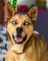 adoptable Dog in charlotte, nc, NC named Alexander