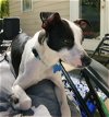 adoptable Dog in , NC named Domino