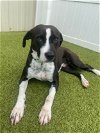 adoptable Dog in , NC named Daphne