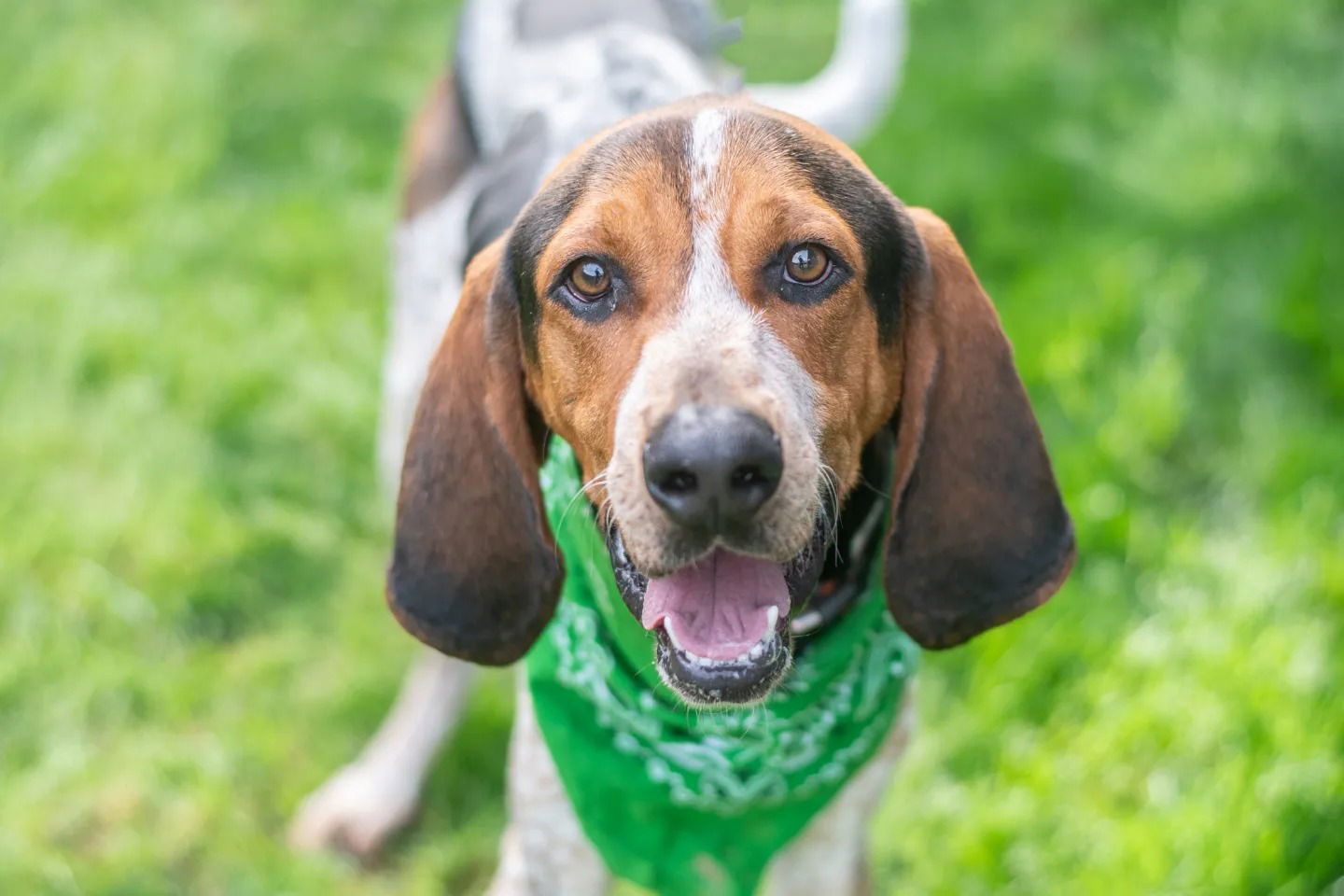 Dog For Adoption - Twitty, A Treeing Walker Coonhound In Lancaster Mill 