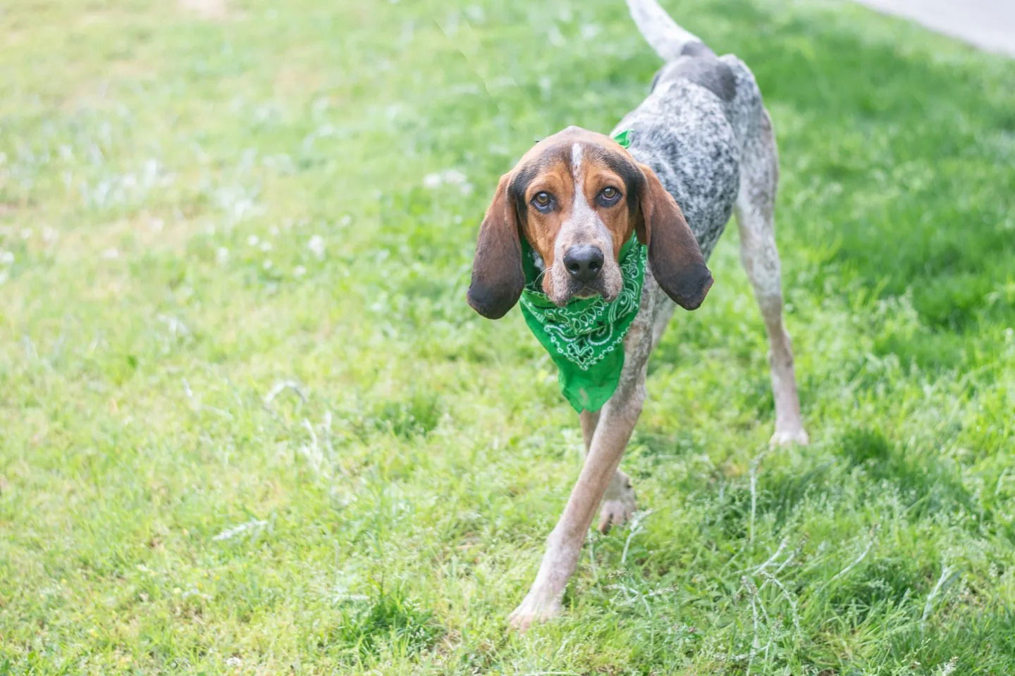 Dog For Adoption - Twitty, A Treeing Walker Coonhound In Lancaster Mill 