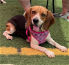 adoptable Dog in charlotte, NC named Sally