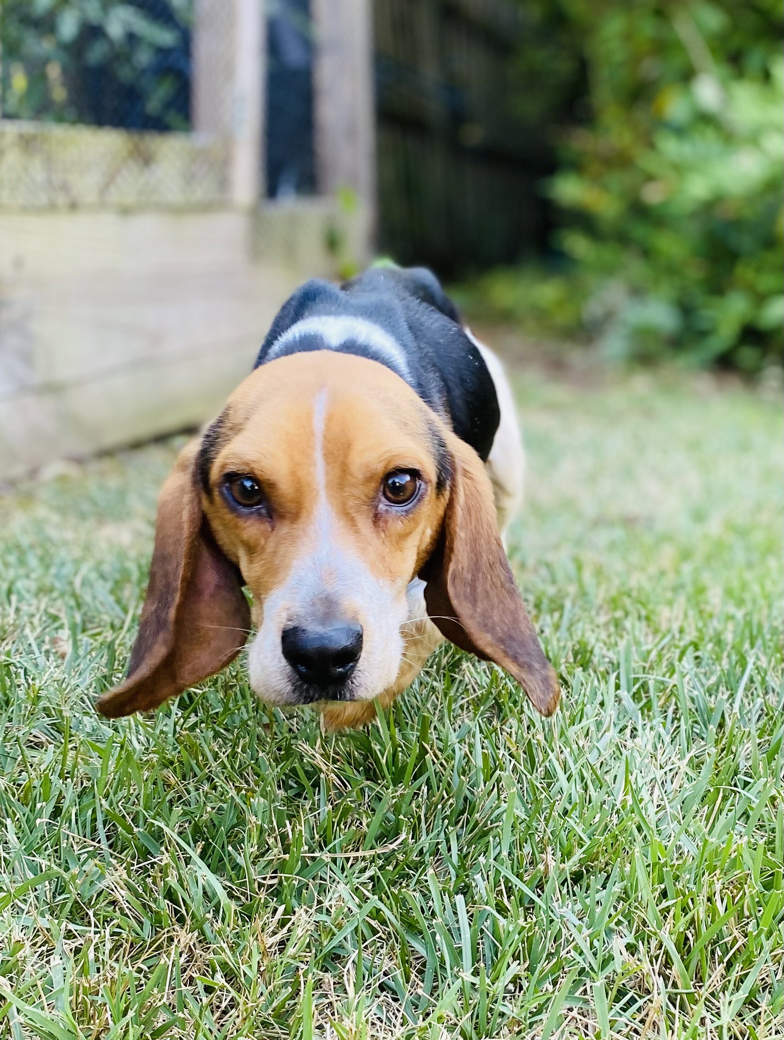 Dog for Adoption Churro, a Beagle in Gastonia, NC Alpha Paw