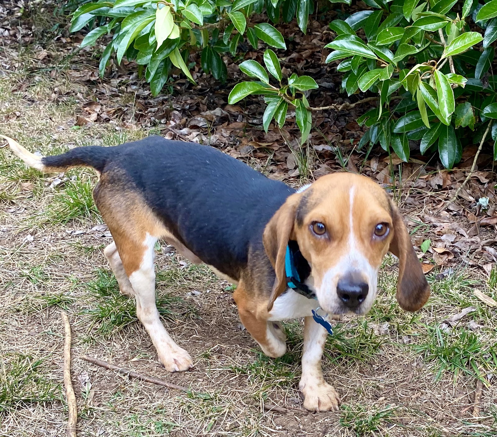 Dog for Adoption Churro, a Beagle in Gastonia, NC Alpha Paw