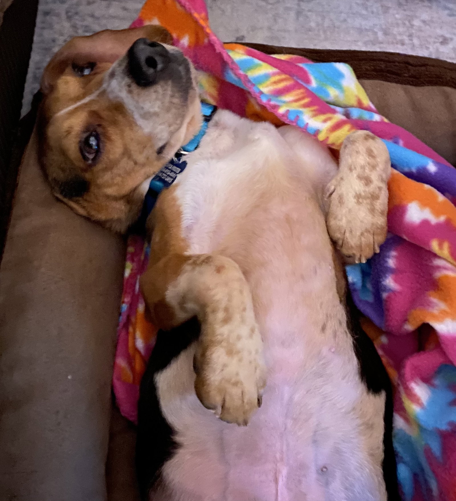 Dog for Adoption Churro, a Beagle in Gastonia, NC Alpha Paw