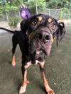 adoptable Dog in Charlotte, NC named Oliver Twist