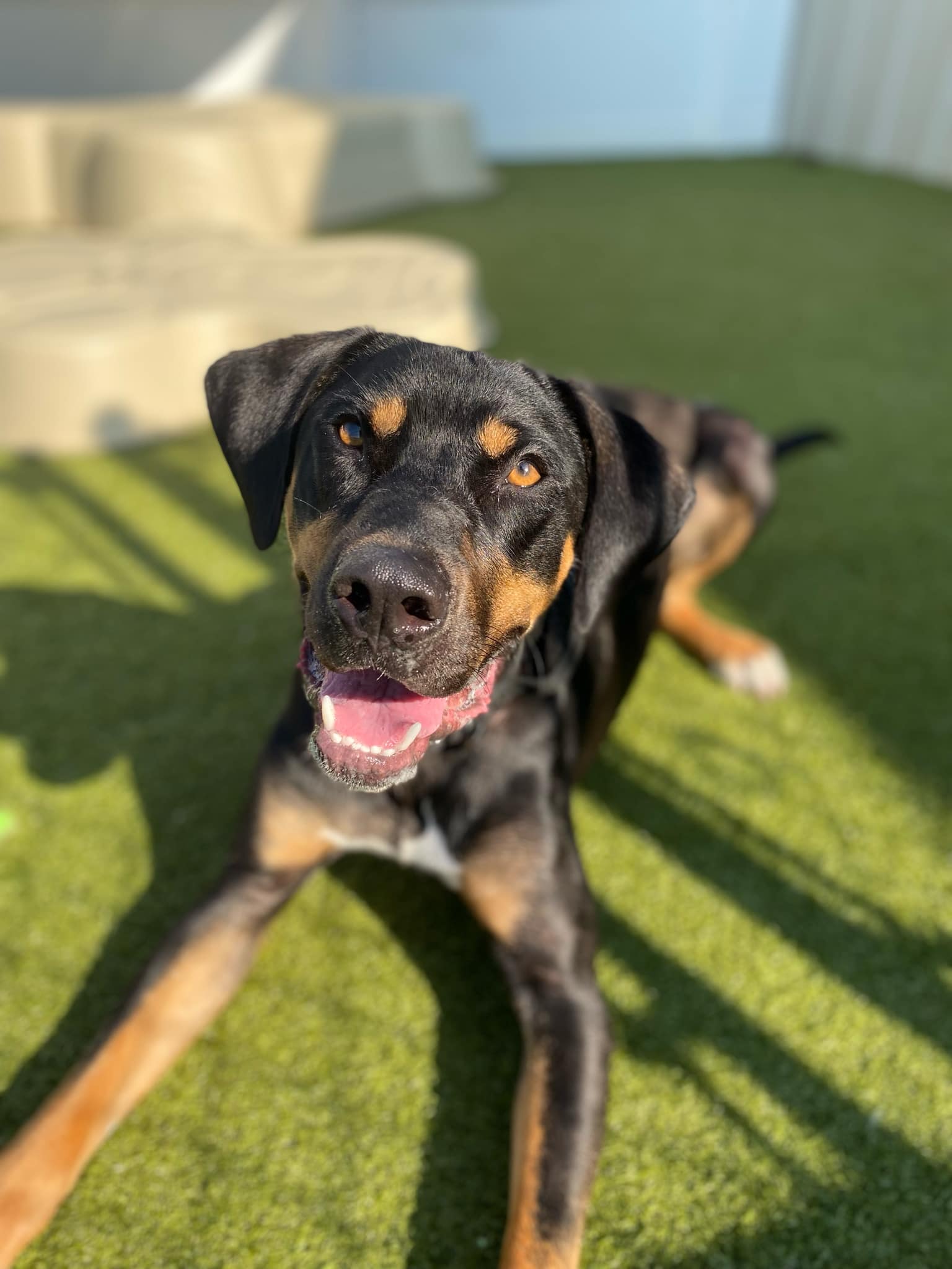 adoptable Dog in Charlotte, NC named Oliver Twist