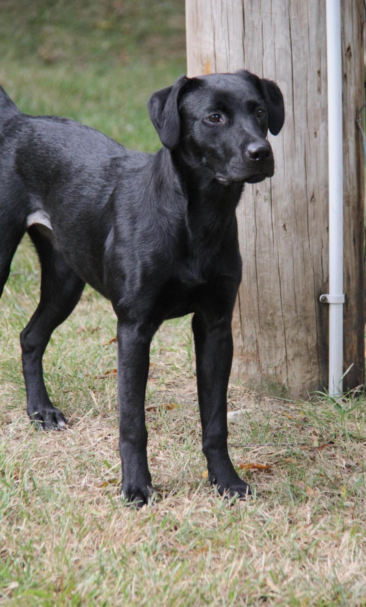 adoptable Dog in Charlotte, NC named Gloria