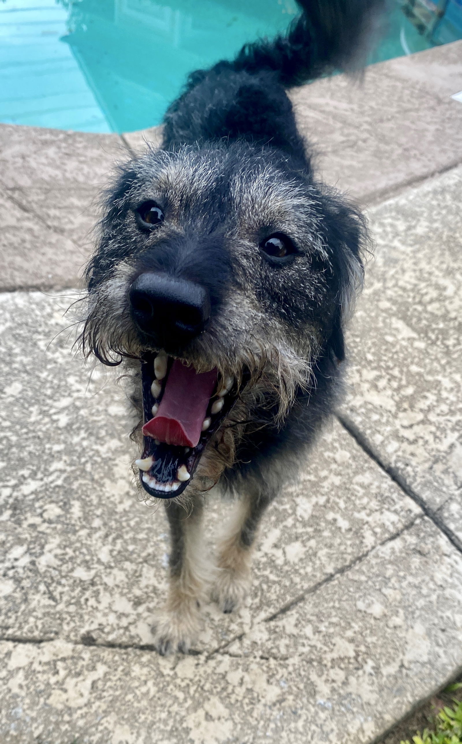 adoptable Dog in Charlotte, NC named Jones