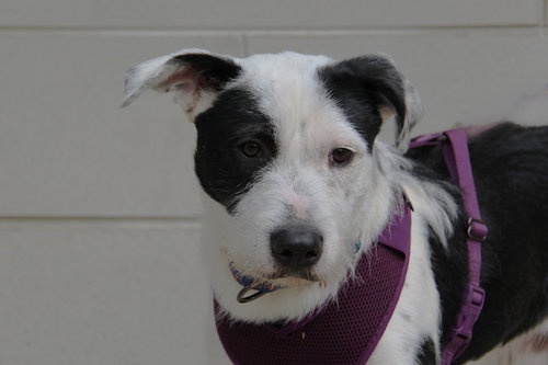 picture of the dog needing adoption