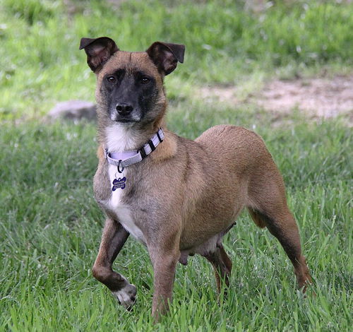 picture of the dog needing adoption