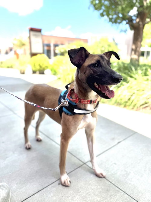 picture of the dog needing adoption
